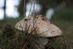 A close-up photo of a mushroom shot at the Balloërveld