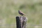 Tree Pipit on a pole at Lauwersmeer