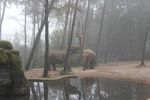 Elephants at Burgers Zoo
